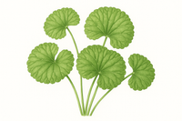 Centella