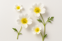 Meadowfoam